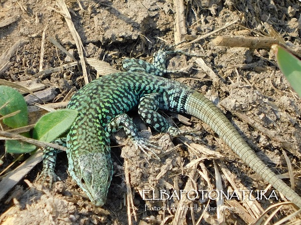 Lucertola muraiola / Podarcis muralis